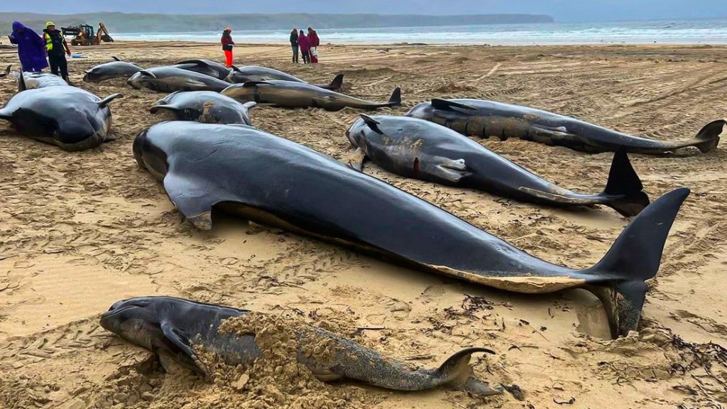 Más de 50 ballenas piloto mueren varadas en una playa&nbsp;escocesa