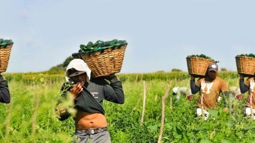 La trata laboral: un flagelo que afecta a la comunidad&nbsp;latinoamericana