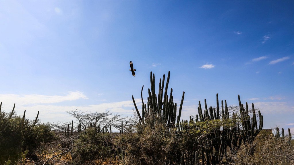 La Guajira salvaje y&nbsp;frágil