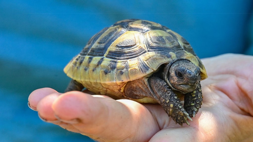 No besen a las tortugas pequeñas, advierten autoridades sanitarias de&nbsp;EE.UU.