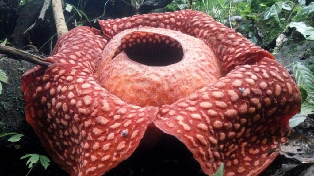 Advierten que la flor más grande y apestosa del mundo está al borde de la&nbsp;extinción