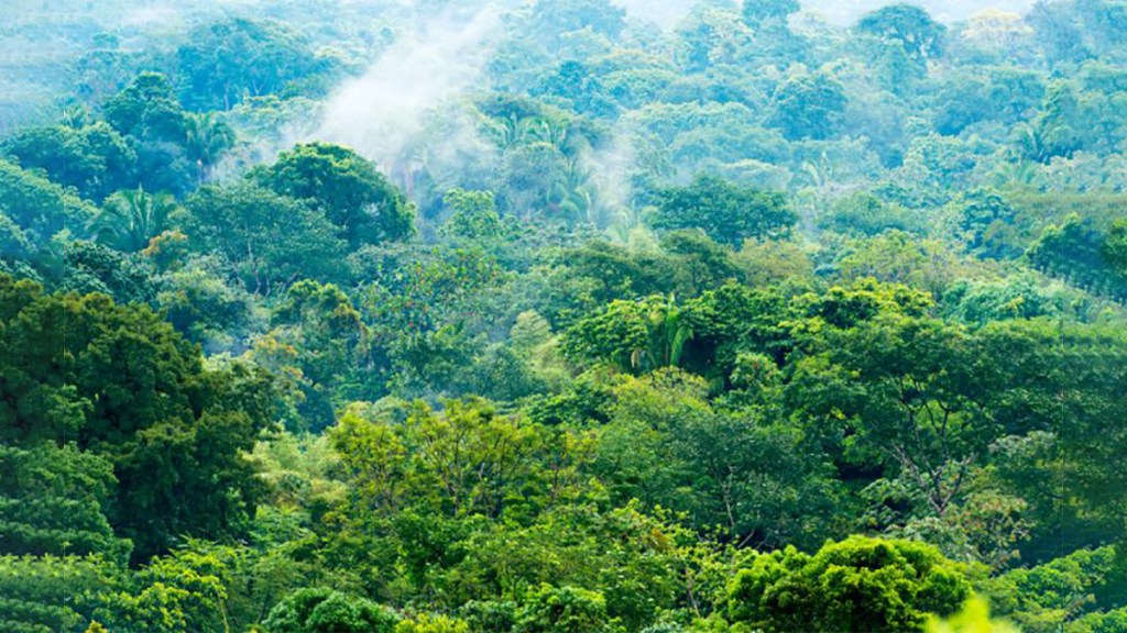 Los bosques, el proteccionismo europeo y la política&nbsp;mexicana