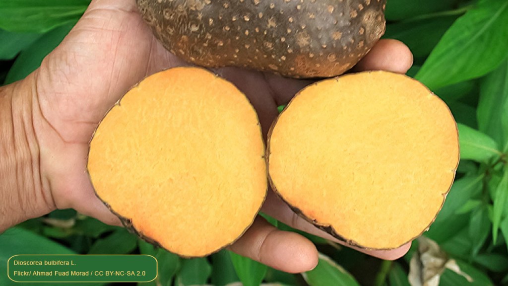 La ‘papa voladora’, el tubérculo rico en antioxidantes que se siembra en Caracas (y que es un gran desconocido en América&nbsp;Latina)
