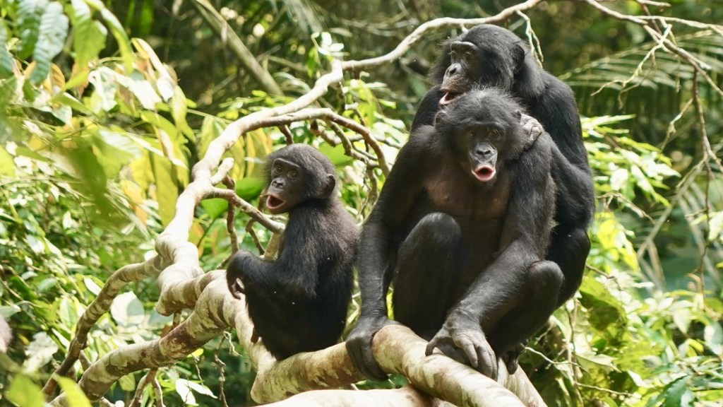 Los humanos no somos los únicos primates que cooperan entre&nbsp;grupos