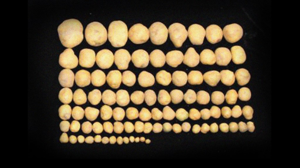«Activaron un interruptor en la planta»: logran aumentar un 50 % el cultivo de patatas y arroz gracias a un gen&nbsp;animal