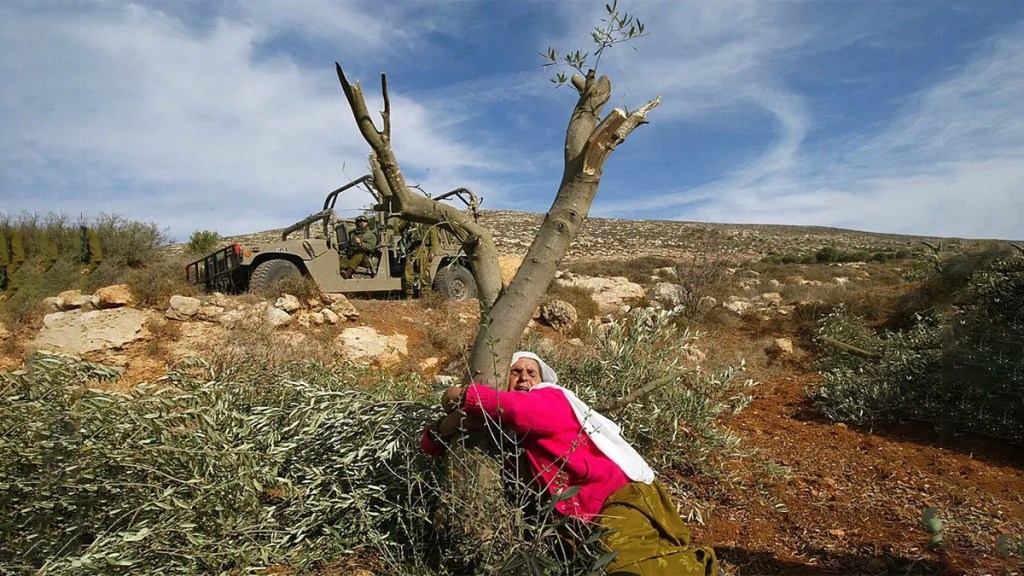 En Cisjordania, colonos israelíes queman los olivos de los&nbsp;palestinos