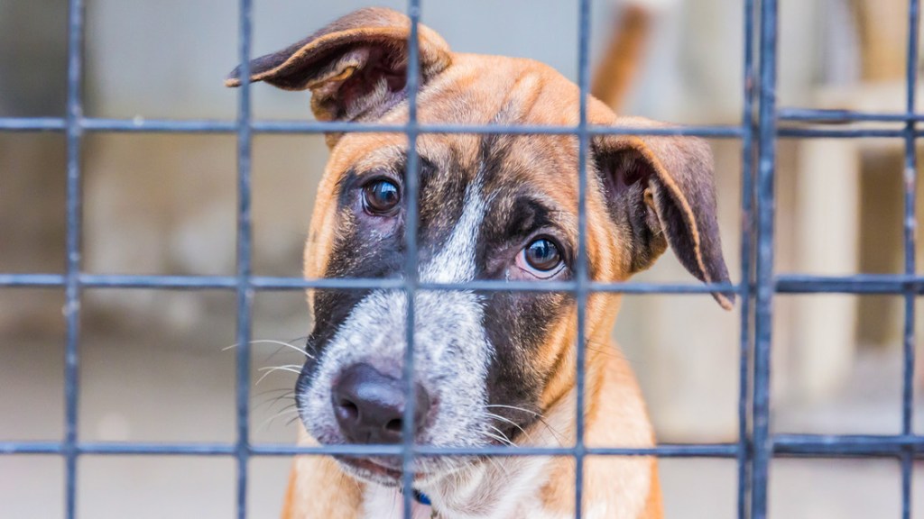 Dueños de perros británicos renuncian a sus mascotas en cifras&nbsp;récord