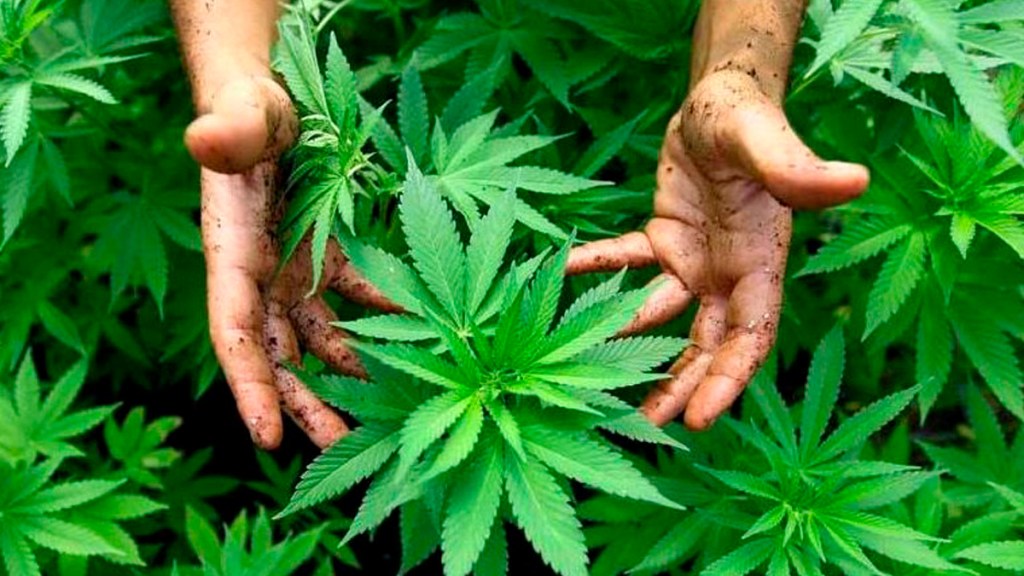 Zelenski legaliza el uso de marihuana con fines&nbsp;terapéuticos