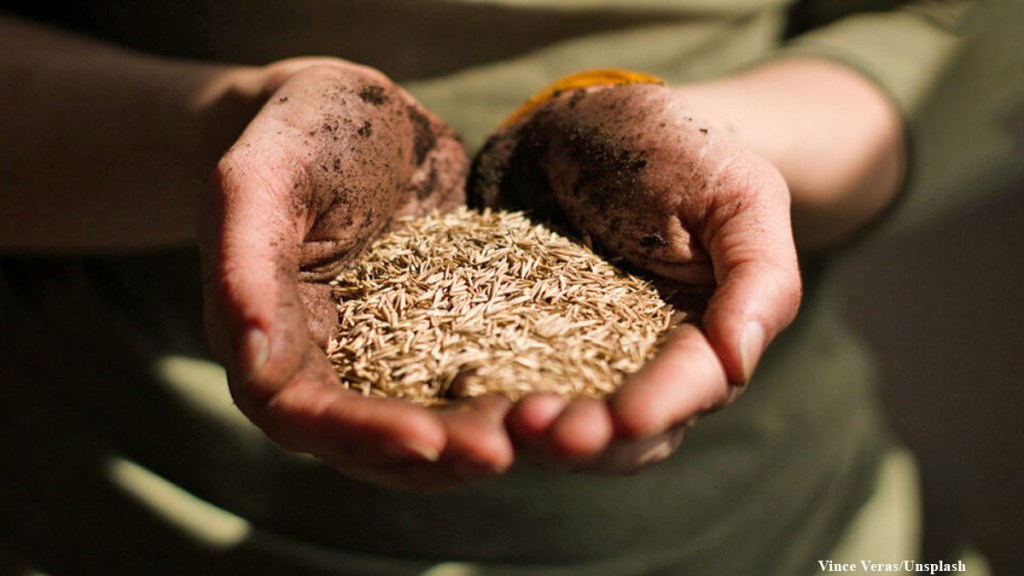 «La semilla es el primer eslabón de la cadena alimentaria y donde se almacena la cultura y la&nbsp;historia»