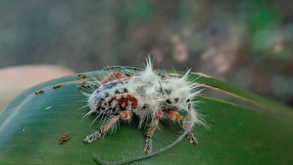 Paseo por un bosque termina en accidental hallazgo de una nueva&nbsp;especie