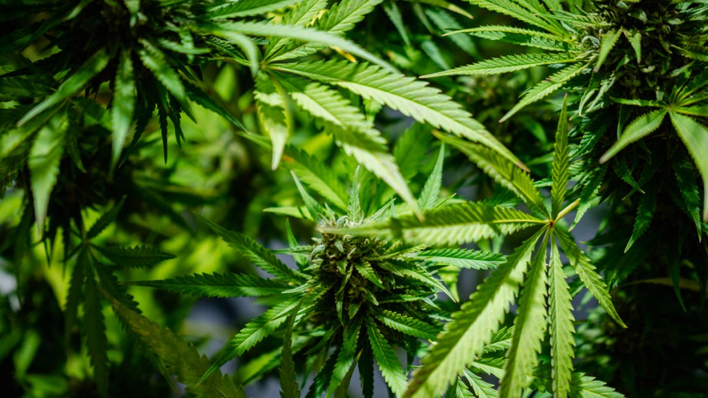 El consumo diario de marihuana supera en EE.UU. al de alcohol, sugiere un&nbsp;estudio