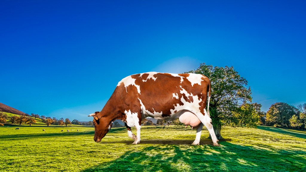 Por primera vez una vaca produce insulina humana en su&nbsp;leche