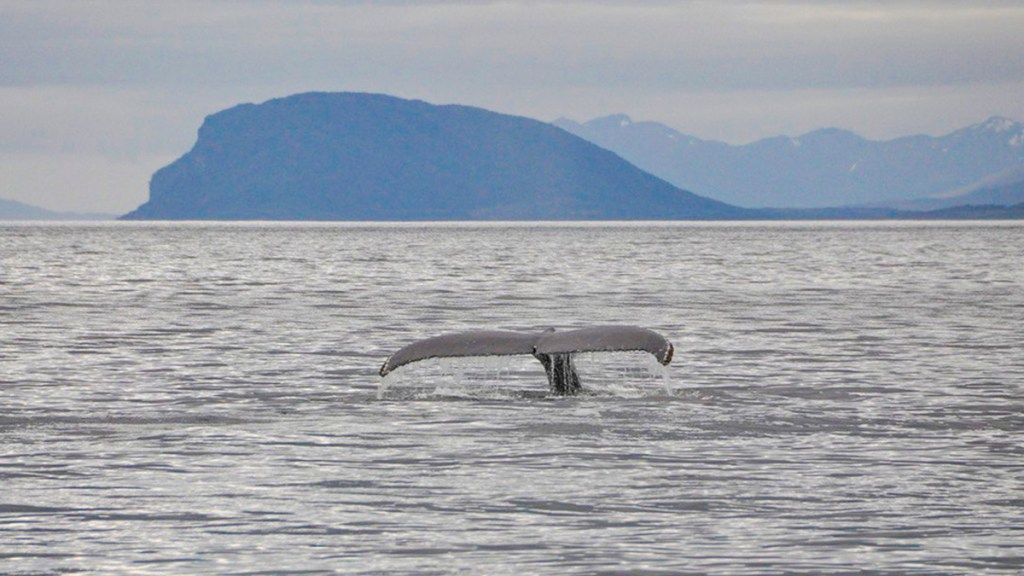 Gabriel Boric desafiando a Rusia y la ballena ‘Ucrania’ en los mares de&nbsp;Chile