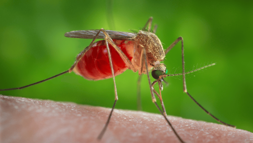 Alerta en Latinoamérica por un virus poco conocido que se contagia por la picadura de&nbsp;mosquitos