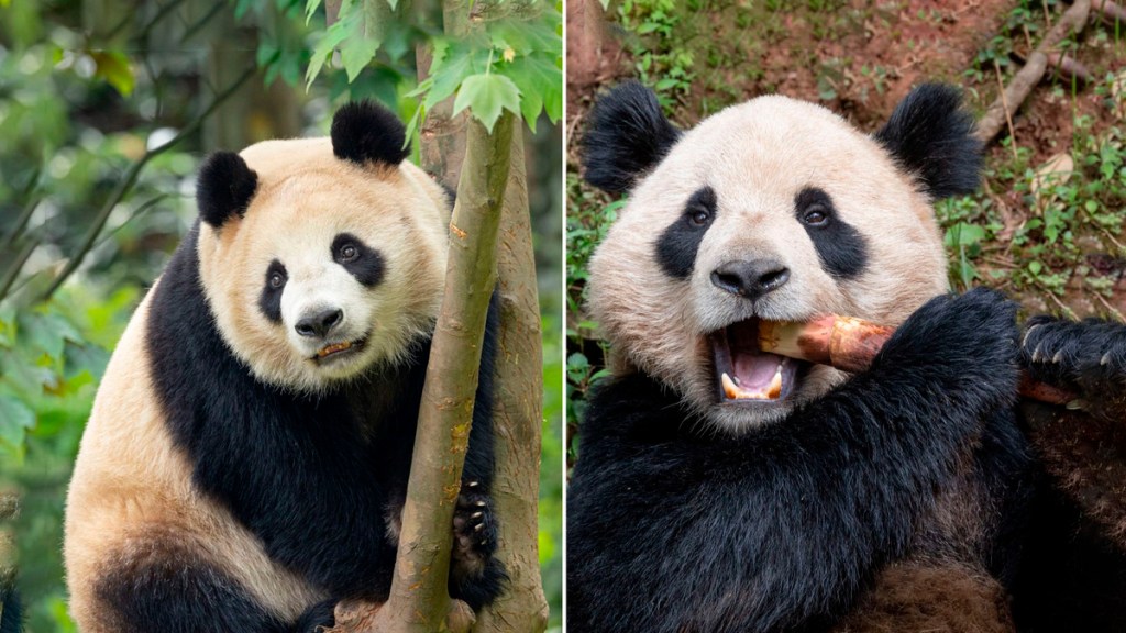 China reanuda la ‘diplomacia panda’ con&nbsp;EE.UU.