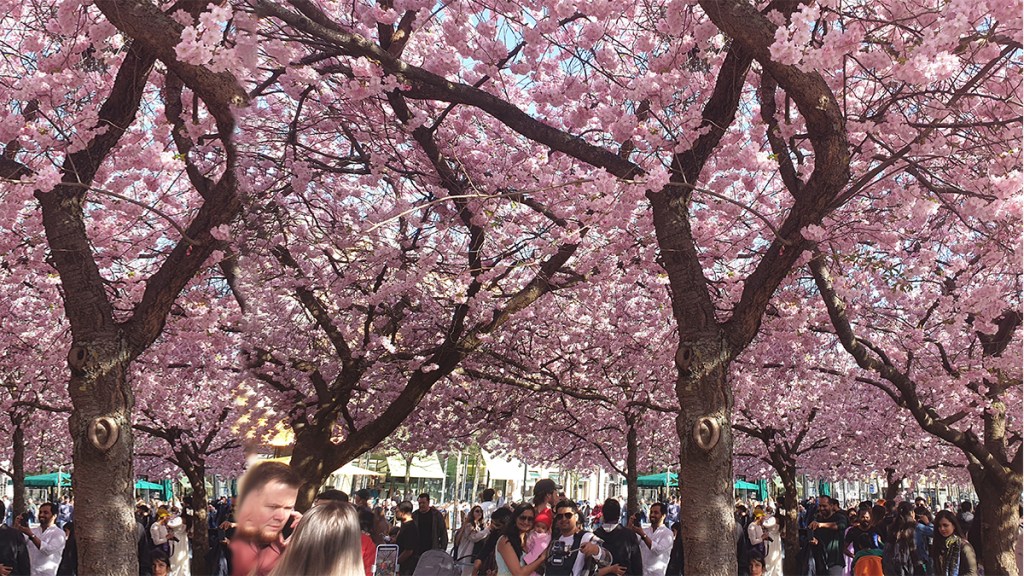 Pétalos al Viento: La fragancia fugaz del&nbsp;hanami