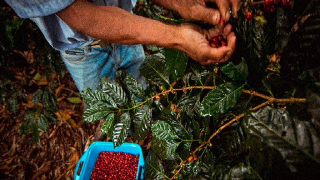 El ‘café azul’ que está entre los mejores de Venezuela se siembra a orillas de una&nbsp;carretera