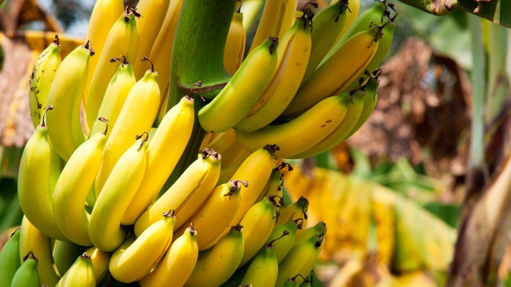 Encuentran la forma de detener el «apocalipsis del&nbsp;plátano»