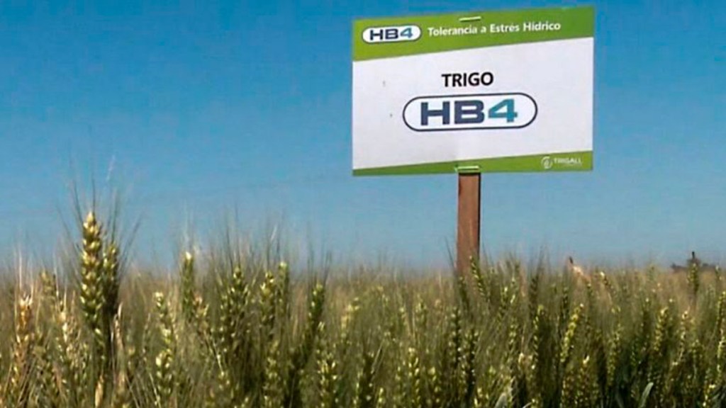 Trigo transgénico, pan con veneno y más espejos de&nbsp;colores