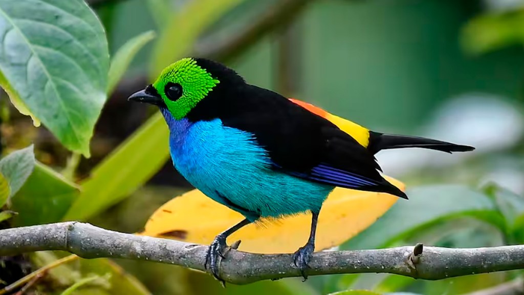 La comunidad del Meta que decidió resguardar su territorio para proteger las&nbsp;aves