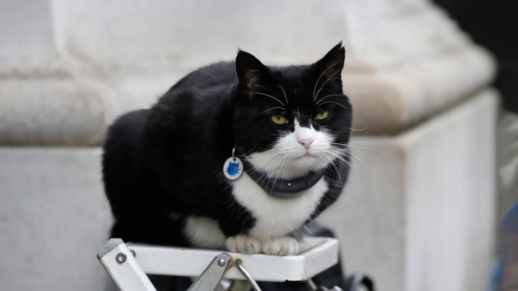 «¡No coman gatos!»: Periodista aclara polémica recompensa sobre migrantes en&nbsp;EE.UU.