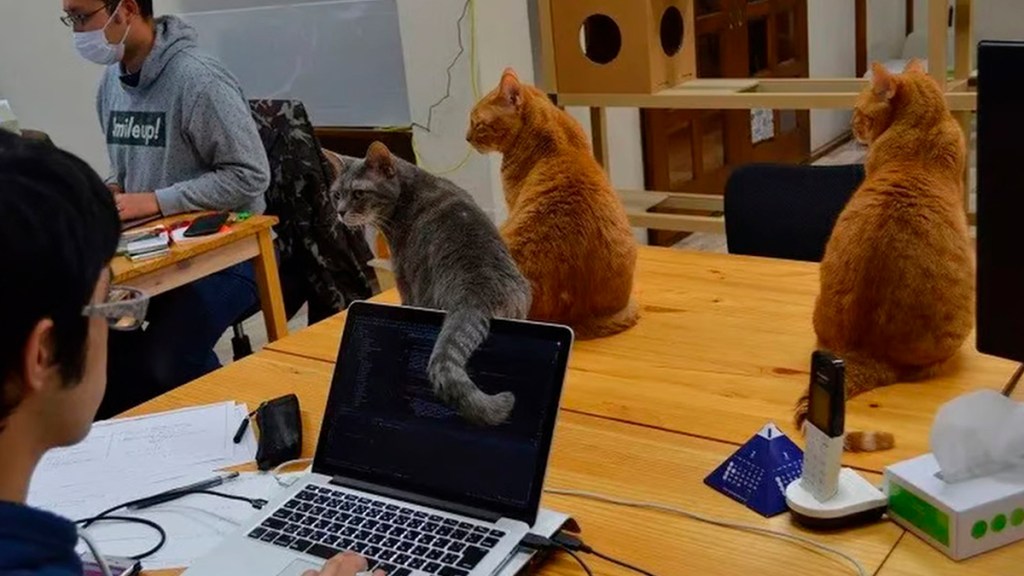 Una empresa ‘contrata’ a gatos para reducir el estrés laboral y este es el&nbsp;resultado