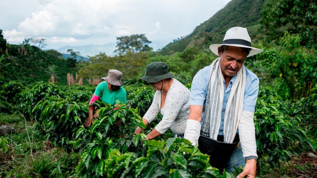 Explican por qué el precio del café aumentó casi el 70 % en un&nbsp;año