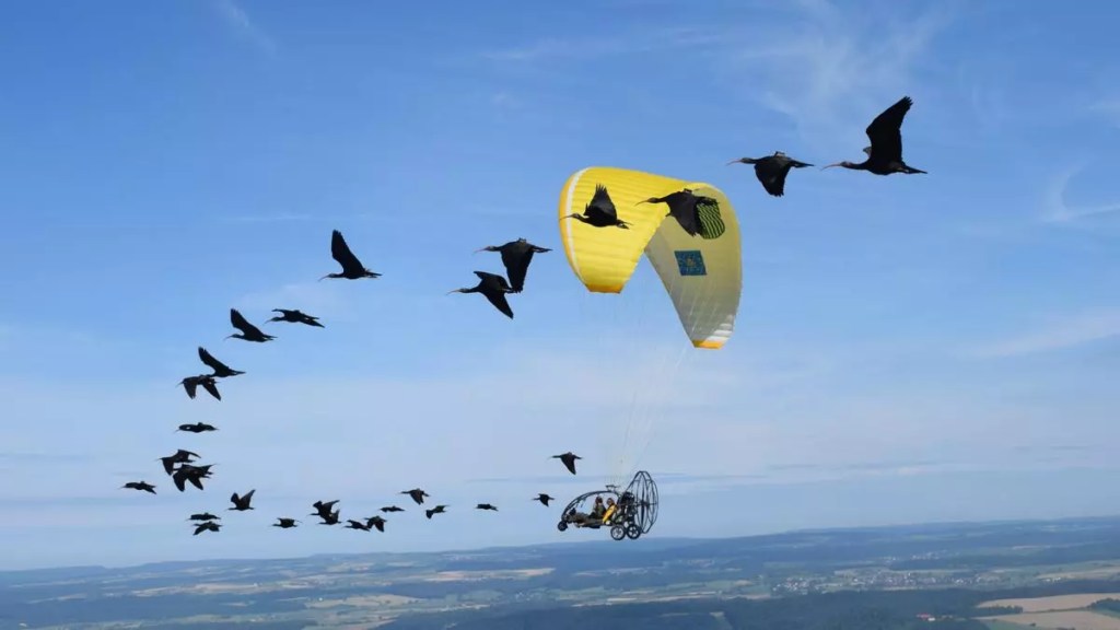 El increíble viaje de un biólogo en avión ultraligero para enseñar de nuevo a migrar a unas aves por&nbsp;Europa