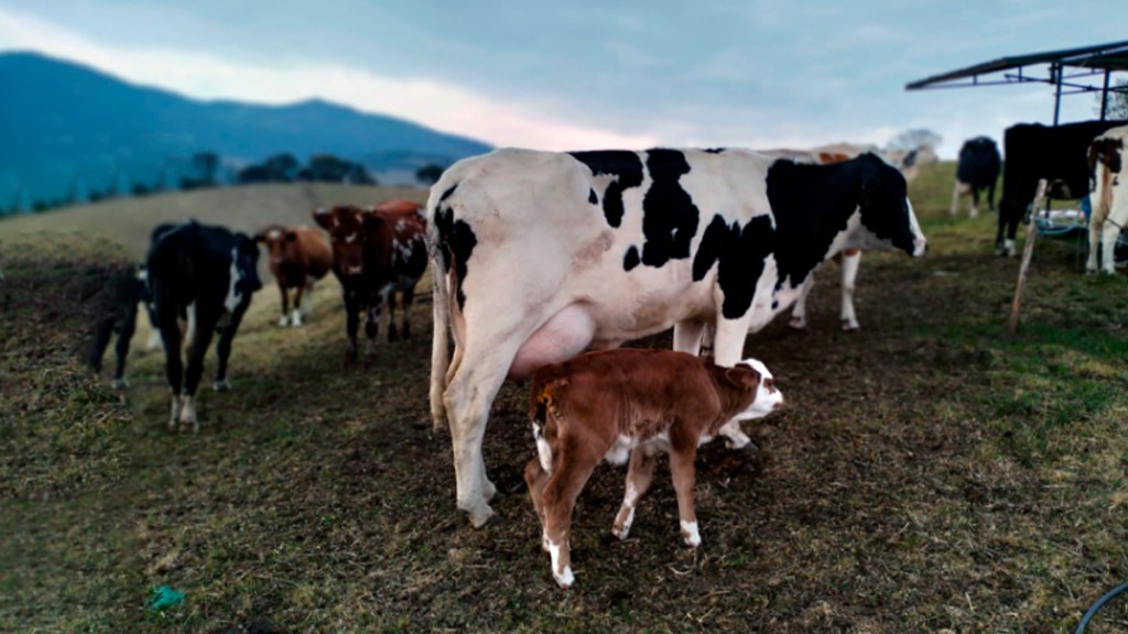 Las vacas flacas