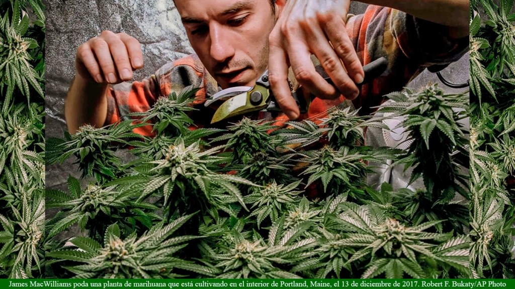 Un estudio identifica un vínculo entre el consumo de cannabis de alta potencia y los cambios en el ADN y la&nbsp;psicosis