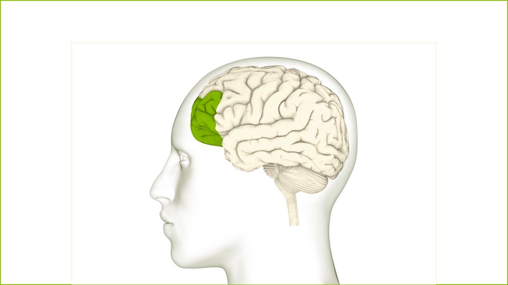 Cómo la resiliencia amable enciende regiones claves del cerebro y cómo&nbsp;desarrollarla