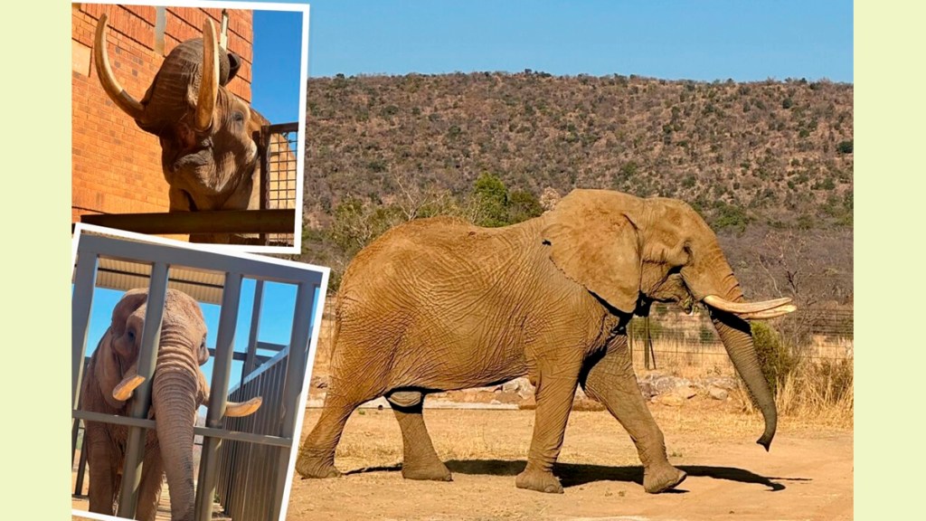 Después de 40 años de actuar en un circo y estar atrapado en un zoológico, el elefante Duma llega a su hogar&nbsp;definitivo