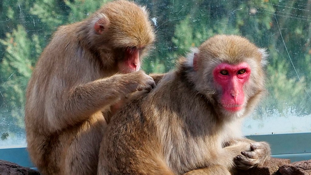 Un parque esterilizará a sus macacos para dejar que se&nbsp;extingan