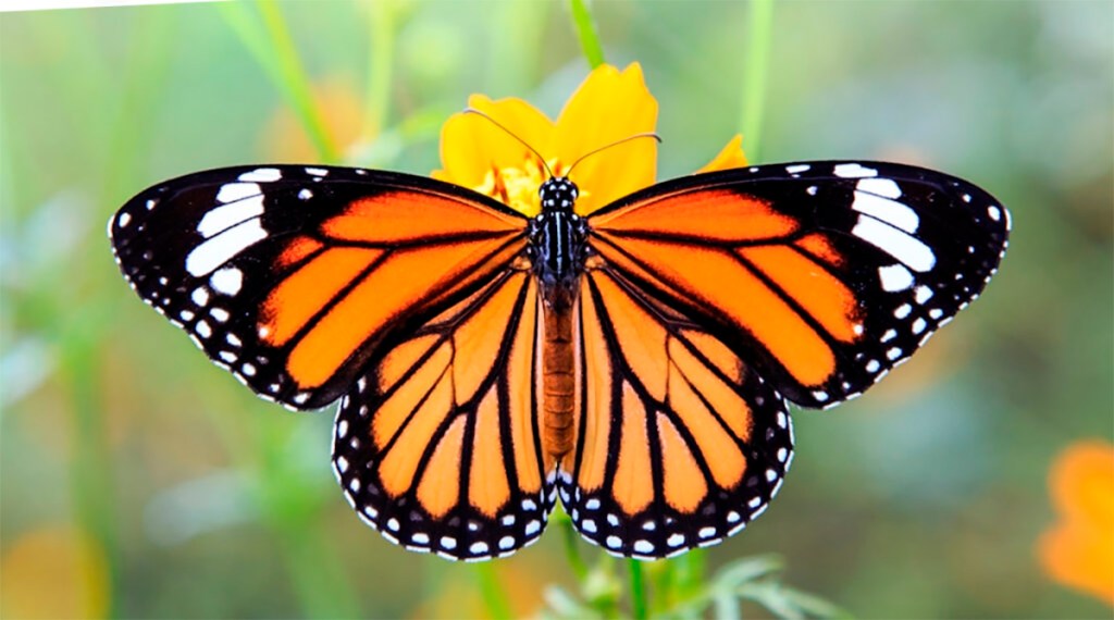 EU debe decidir si incluye a la mariposa Monarca como especie amenazada o en&nbsp;peligro