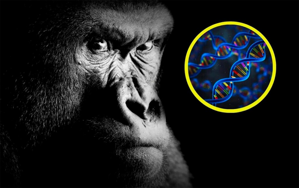 Reescriben la evolución de los primates con un hallazgo&nbsp;histórico