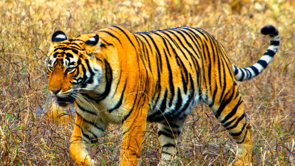 Así logró un granjero indio asustar a un tigre que lo&nbsp;atacó