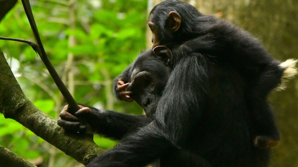 Chimpancés salvajes muestran una curiosa capacidad que une aún más a humanos y&nbsp;primates