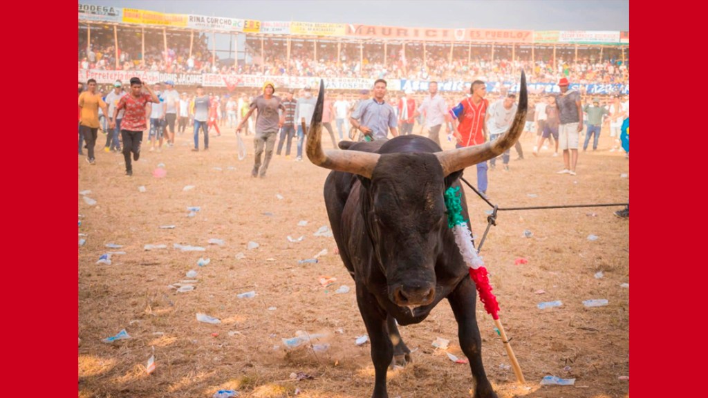 La barbarie de las corralejas debe&nbsp;acabarse