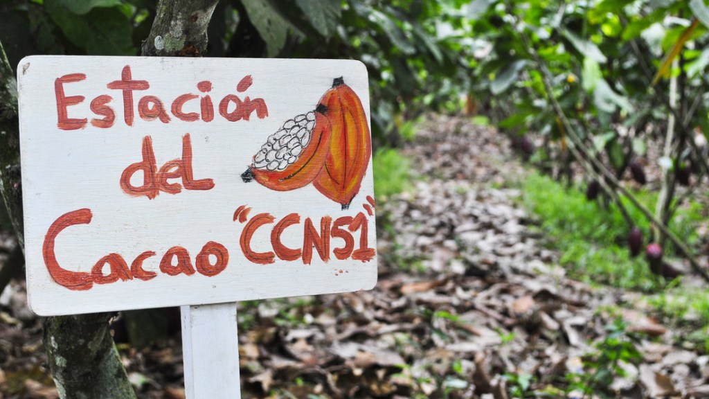 El clon del cacao que pone en peligro los múltiples sabores del chocolate&nbsp;mundial