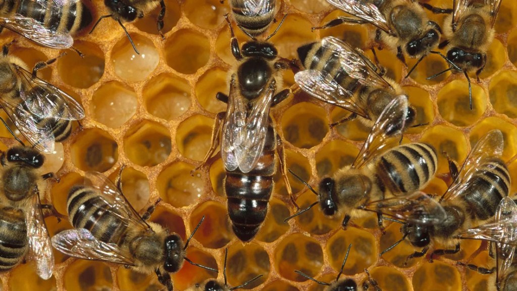 Día mundial de las&nbsp;abejas