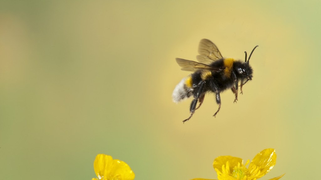 China crea la primera abeja&nbsp;cíborg