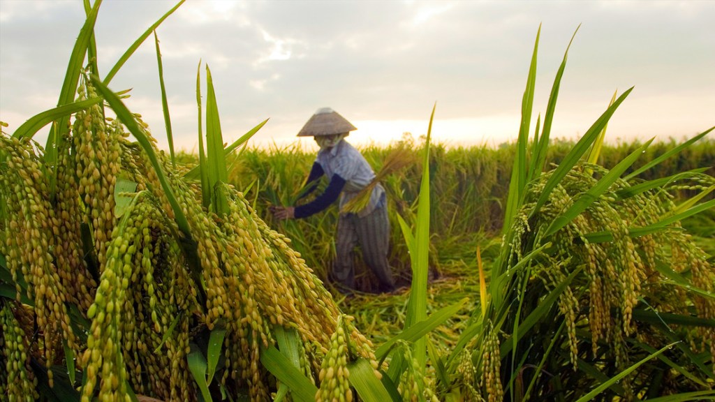 El millonario proyecto de la familia Trump que desplazará a miles de agricultores&nbsp;vietnamitas