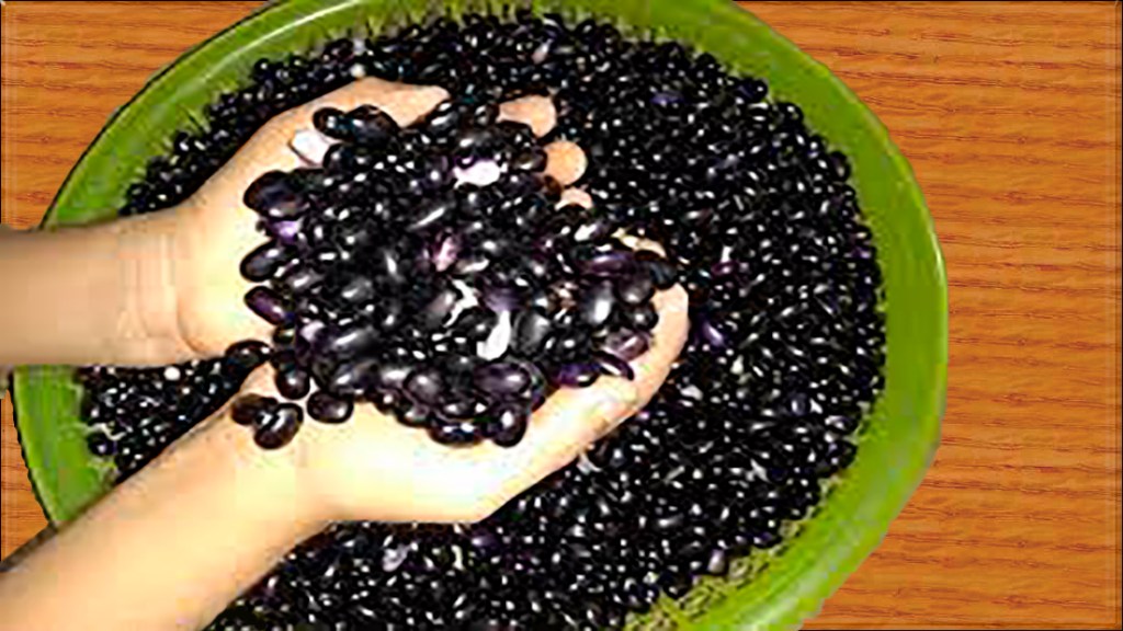 Frijol camagua