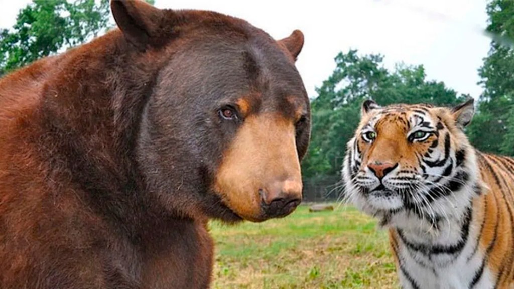 Trump, el tigre y el&nbsp;oso