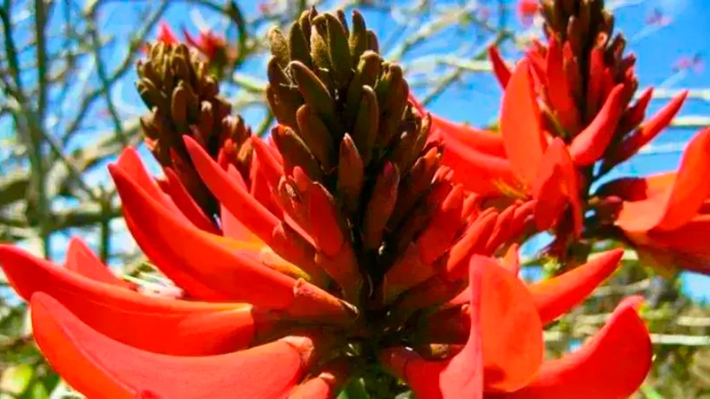Flor de pito