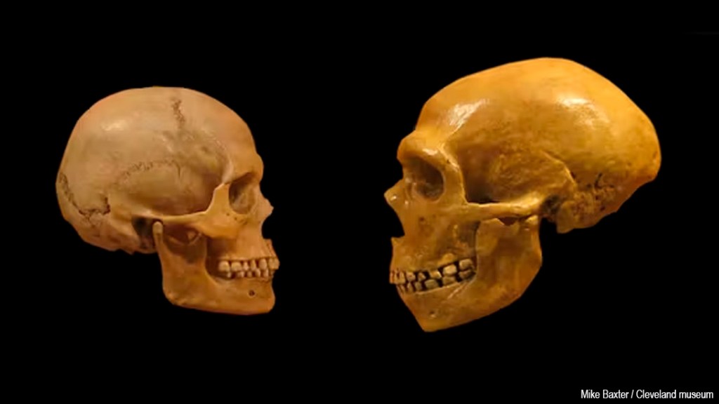 ¿Están entre nosotros? Los neandertales podrían no haberse extinguido&nbsp;realmente