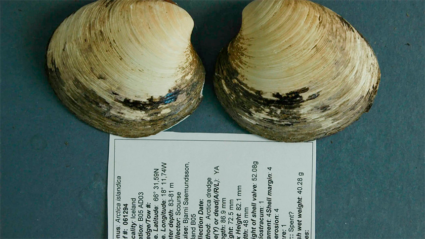 El secreto para vivir más de 500 años que esconde un molusco en el fondo del&nbsp;mar