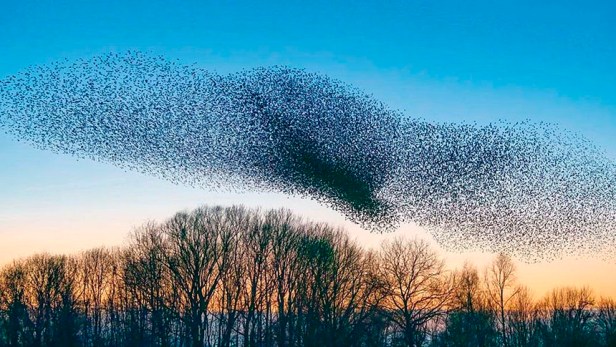 La conferencia de los&nbsp;pájaros