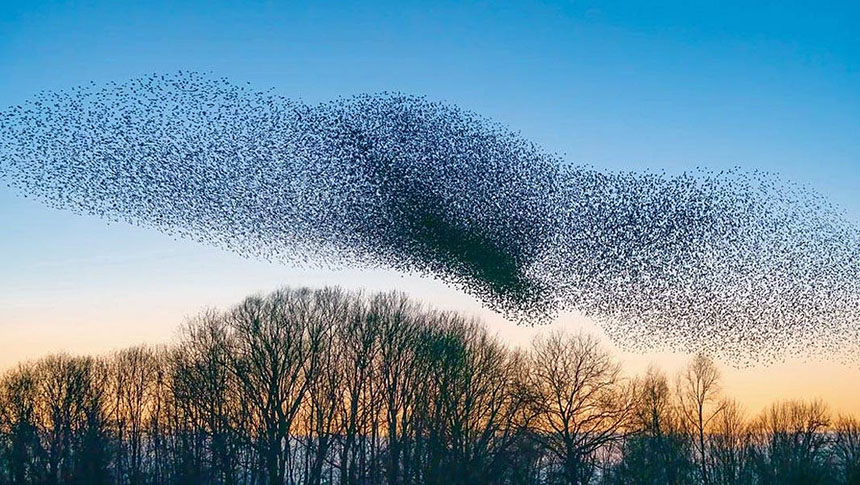 La conferencia de los&nbsp;pájaros