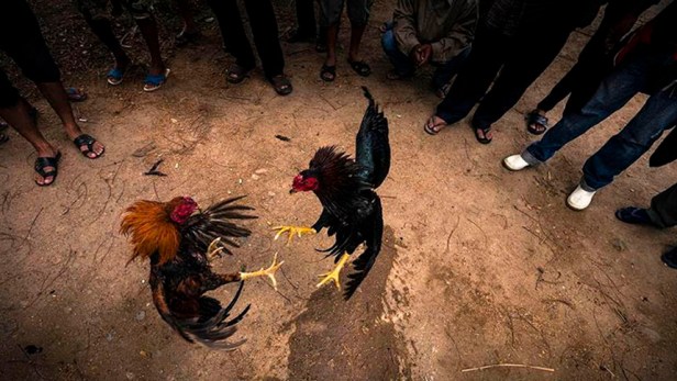 El fratricidio colombiano de los mil y pico de&nbsp;días.